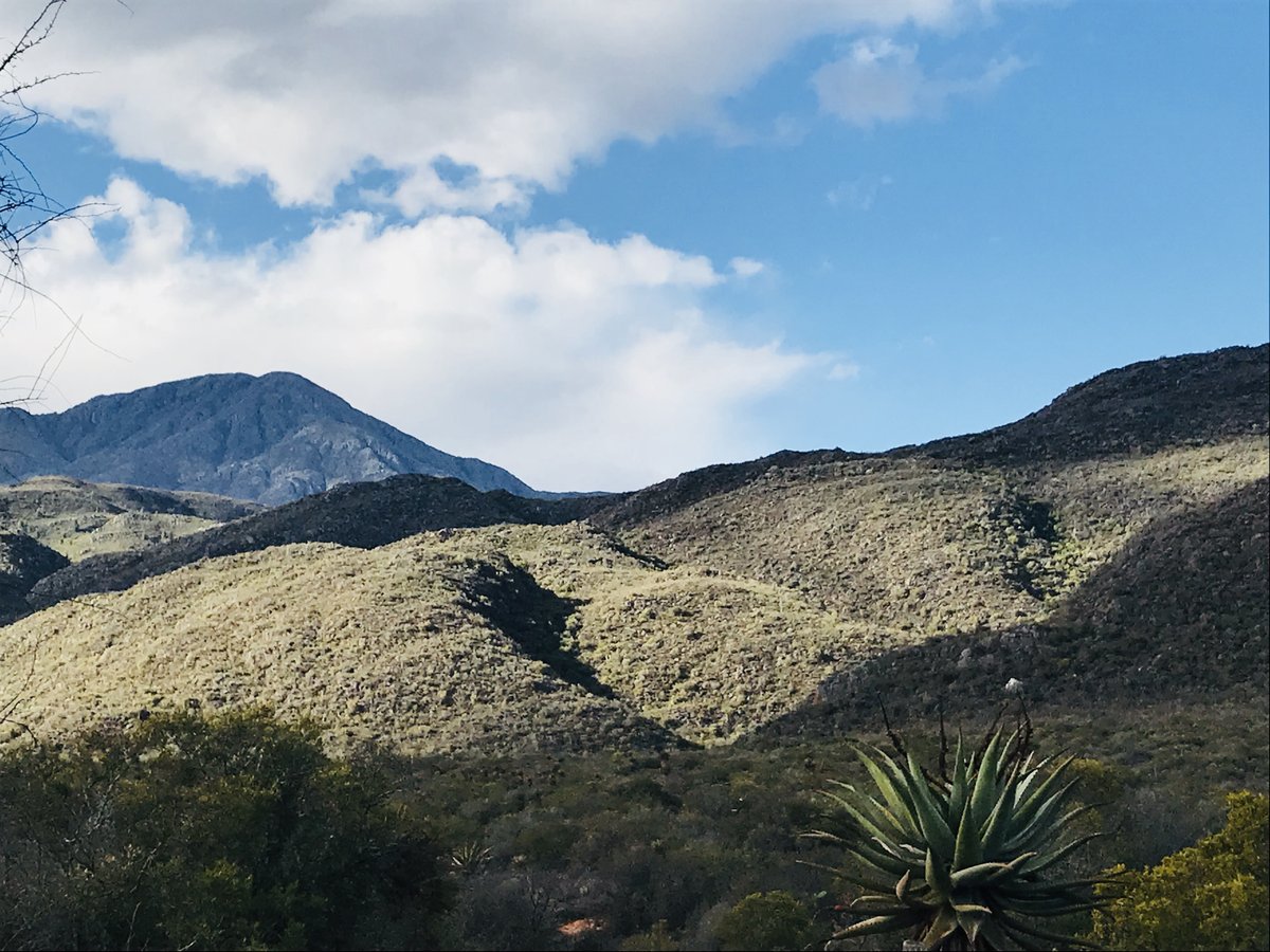 Mountain fynbos landscape in the Western Cape, South Africa