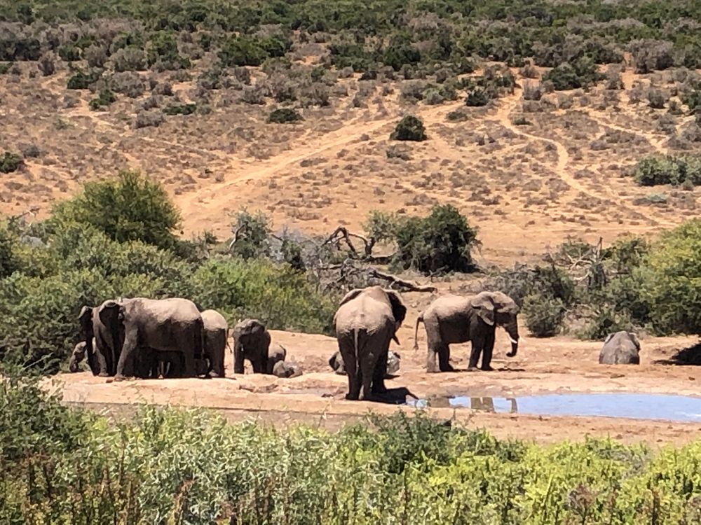 Elephants at a watering hole, seen during an XMoto adventure motorcycle tour in Africa